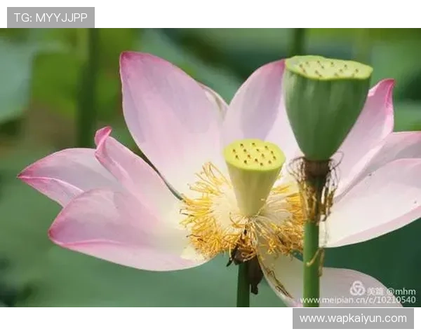 开云体育地址最新入口推荐，确保用户安全稳定的登录体验